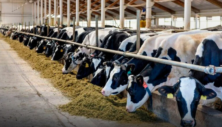 Reanudan exportaciones de ganado entre Chihuahua y EU